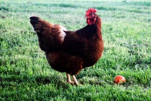 chicken and apple fresh color resized